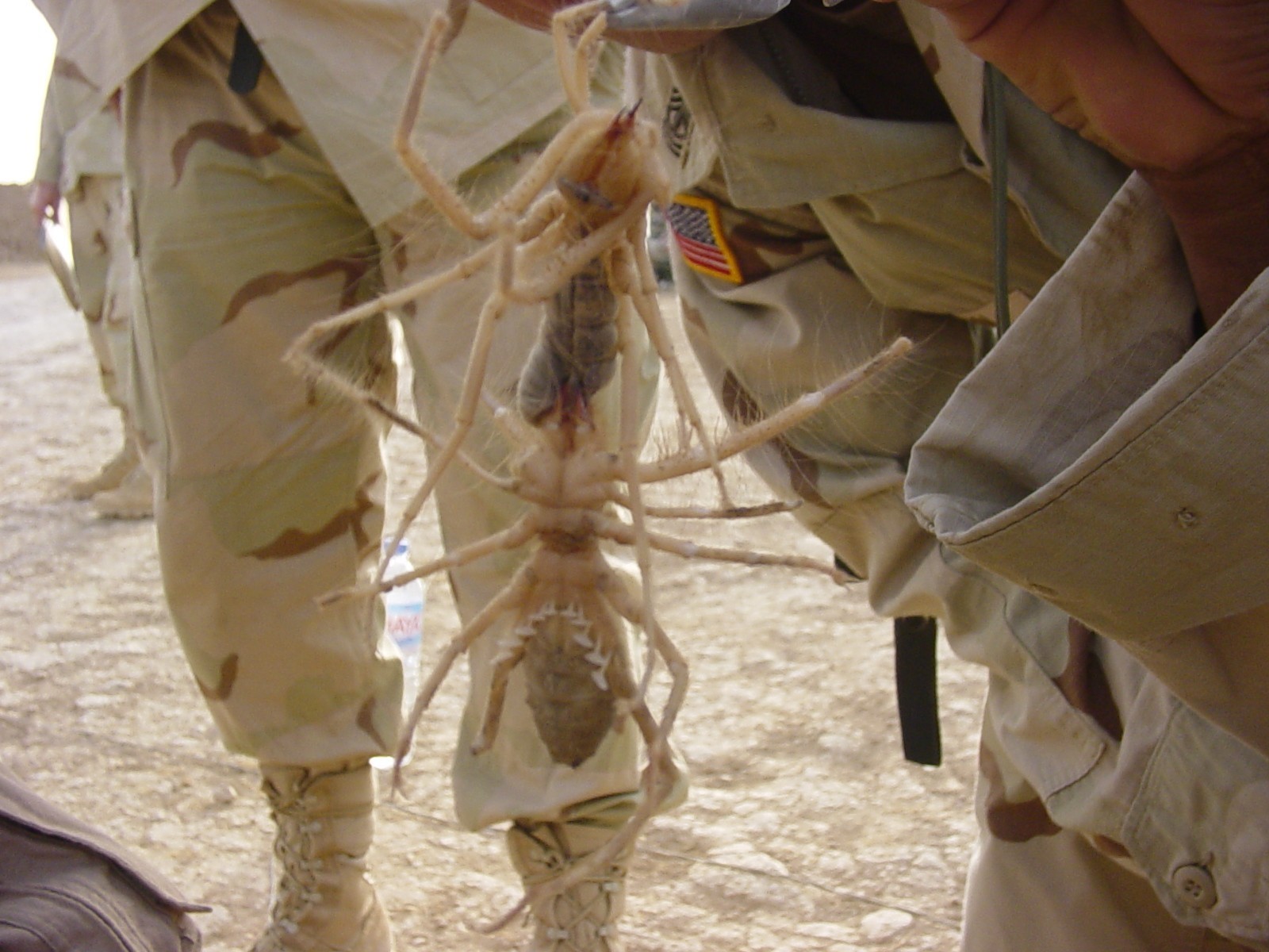 iraq spider image